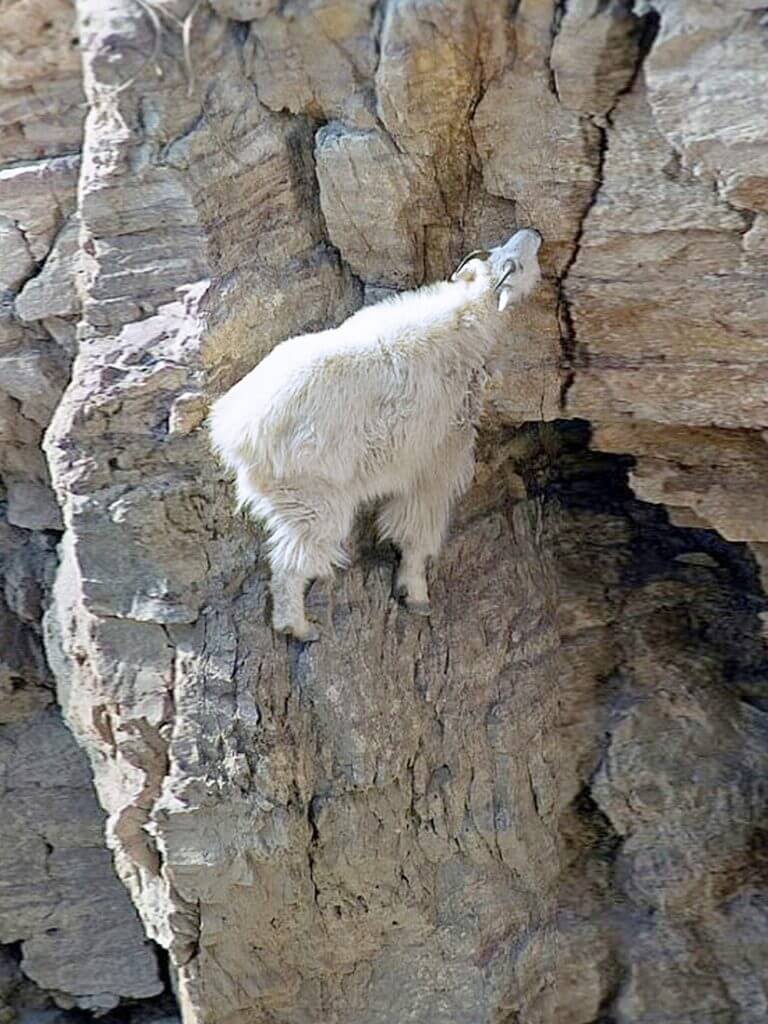 The Less You Control, The Faster Your Evolve - a ram ascends a steep cliff. 